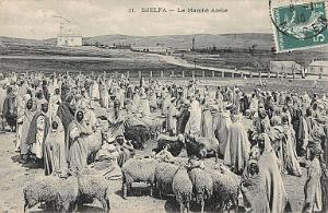 DJELFA MARCHE ARABE